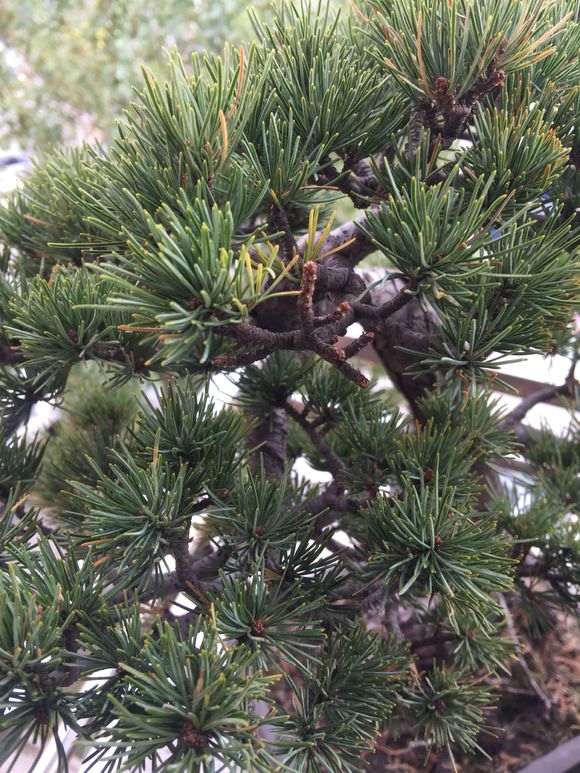 五针松下山桩怎么嫁接成活率最高 图片