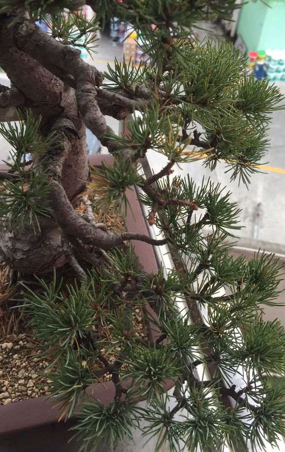 五针松下山桩怎么嫁接成活率最高 图片