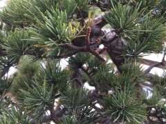 五针松下山桩怎么嫁接成活率最高 图片