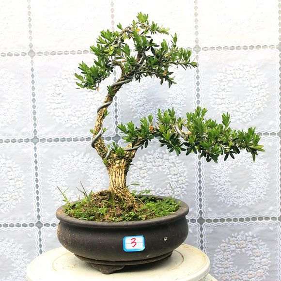 这棵五针松下山桩怎么做造型 图片