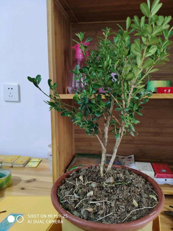 这棵五针松下山桩怎么做造型 图片