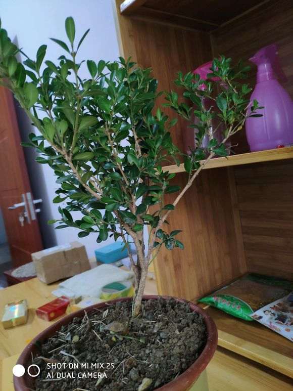 这棵五针松下山桩怎么做造型 图片