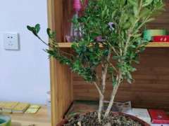 这棵五针松下山桩怎么做造型 图片