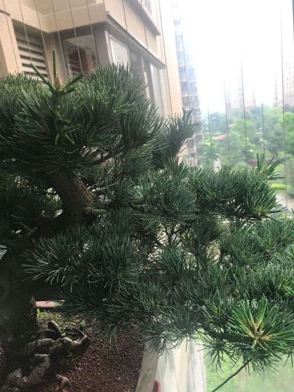 大阪松下山桩该怎么摘芽的方法 图片