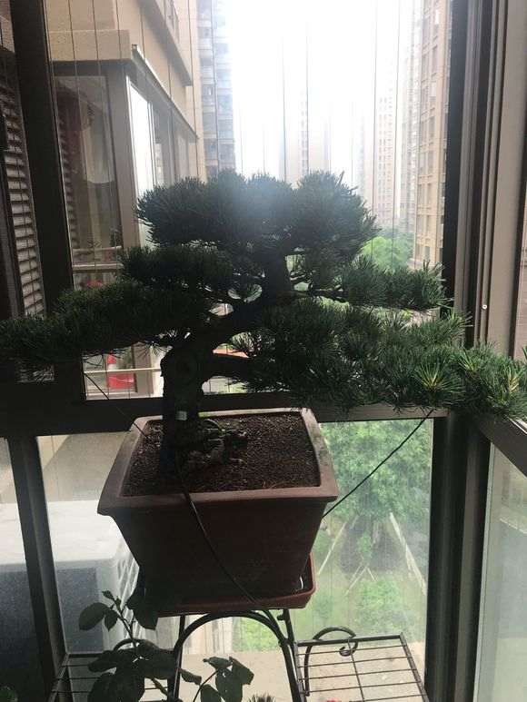 大阪松下山桩该怎么摘芽的方法 图片