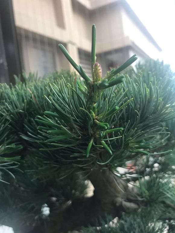大阪松下山桩该怎么摘芽的方法 图片