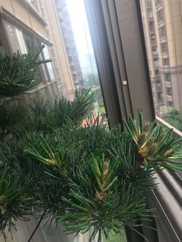 大阪松下山桩该怎么摘芽的方法 图片