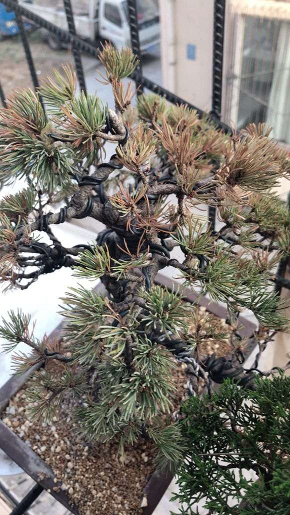 五针松下山桩见叶子枯萎 是不是死了 图片