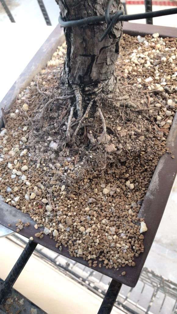 五针松下山桩见叶子枯萎 是不是死了 图片