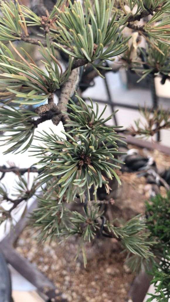 五针松下山桩见叶子枯萎 是不是死了 图片