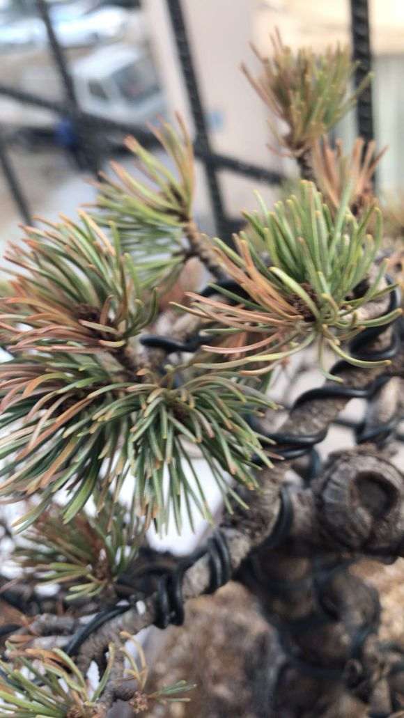 五针松下山桩见叶子枯萎 是不是死了 图片