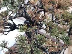 五针松下山桩见叶子枯萎 是不是死了 图片