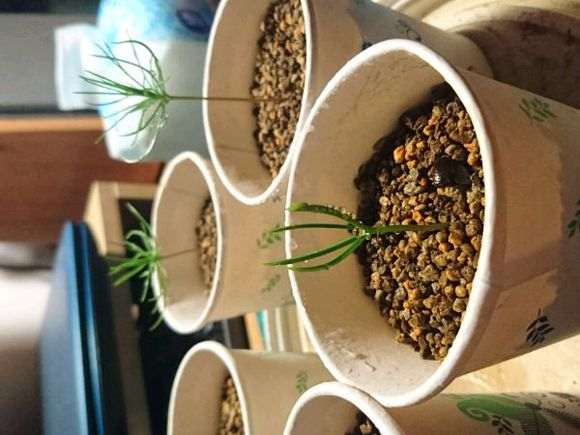 五针松小苗怎么才能底部露出根茎 图片