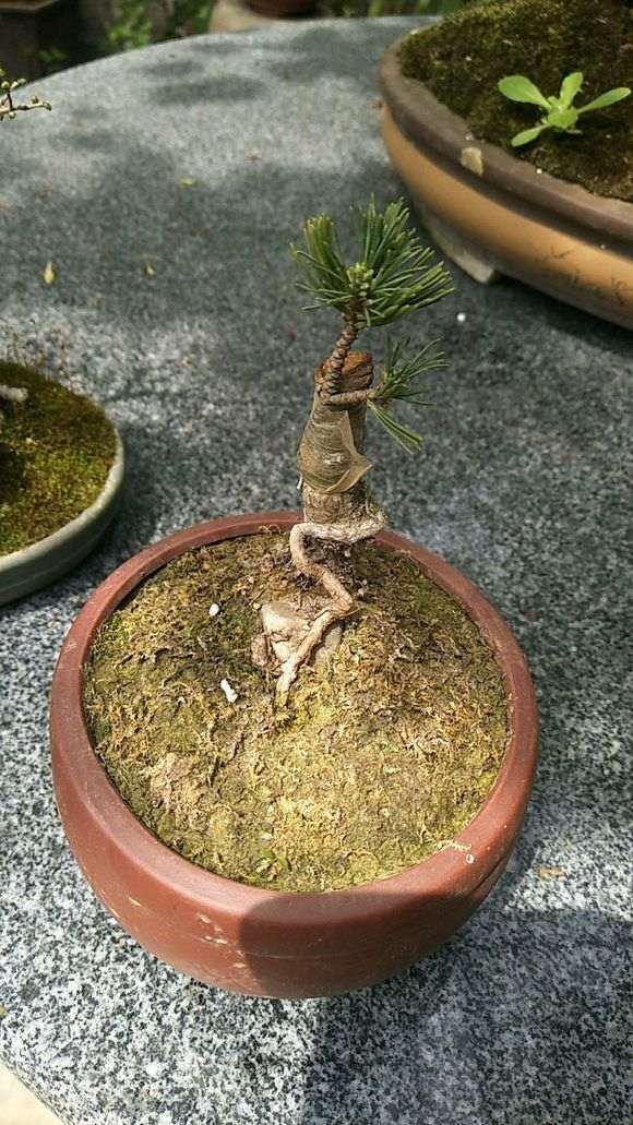 新手上路的五针松下山桩 欢迎指导 图片