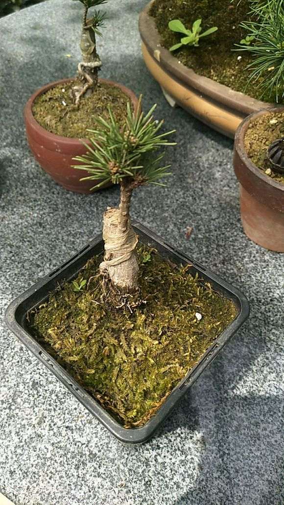 新手上路的五针松下山桩 欢迎指导 图片