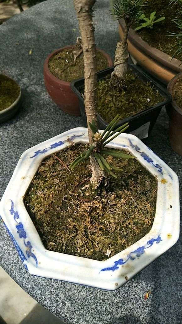 新手上路的五针松下山桩 欢迎指导 图片