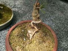 新手上路的五针松下山桩 欢迎指导 图片