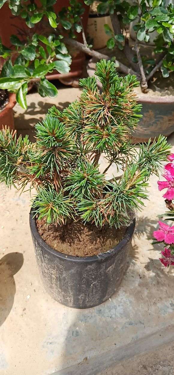 五针松下山桩怎么这多黄叶子 图片