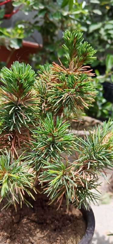 五针松下山桩怎么这多黄叶子 图片