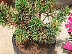 五针松下山桩怎么这多黄叶子 图片