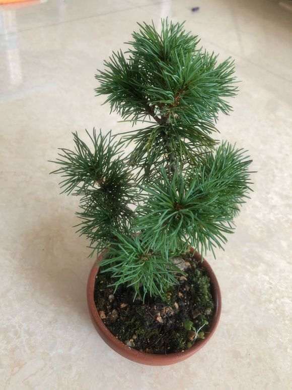 这个品种什么五针松下山桩 有人知道吗