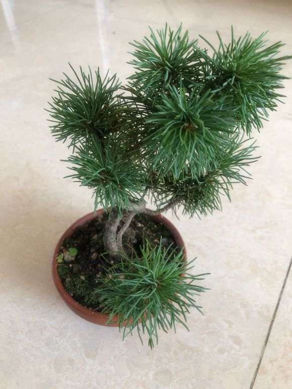 这个品种什么五针松下山桩 有人知道吗