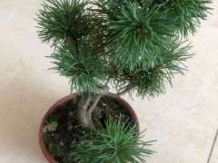 这个品种什么五针松下山桩 有人知道吗