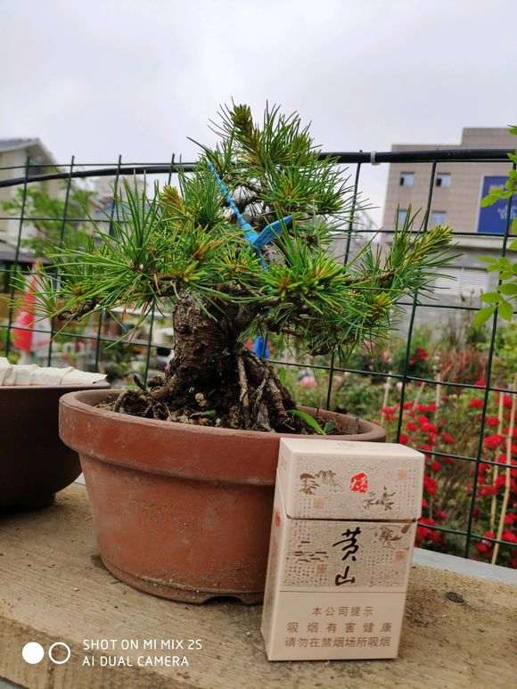 那须五针松下山桩 开价2000 贵吗