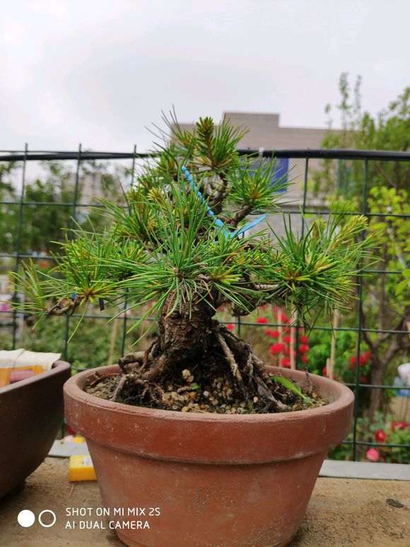 那须五针松下山桩 开价2000 贵吗