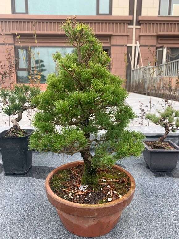 这是瑞祥五针松下山桩吗 被骗了 图片