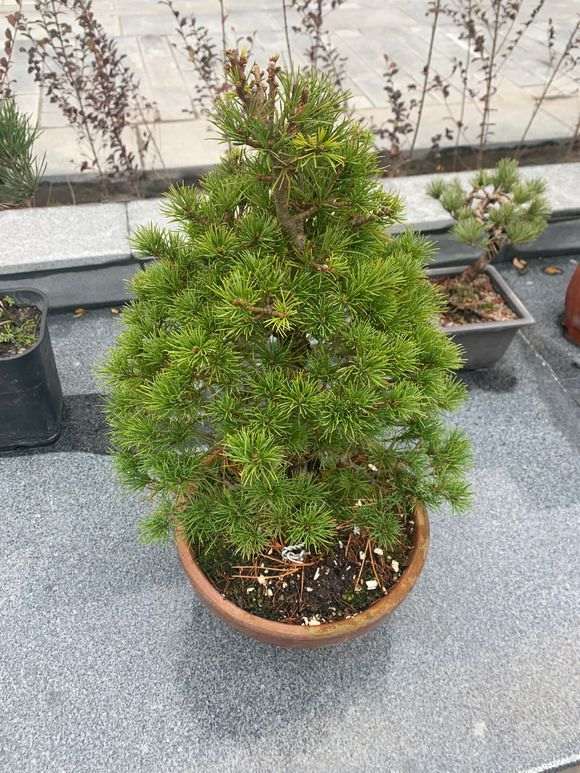 这是瑞祥五针松下山桩吗 被骗了 图片