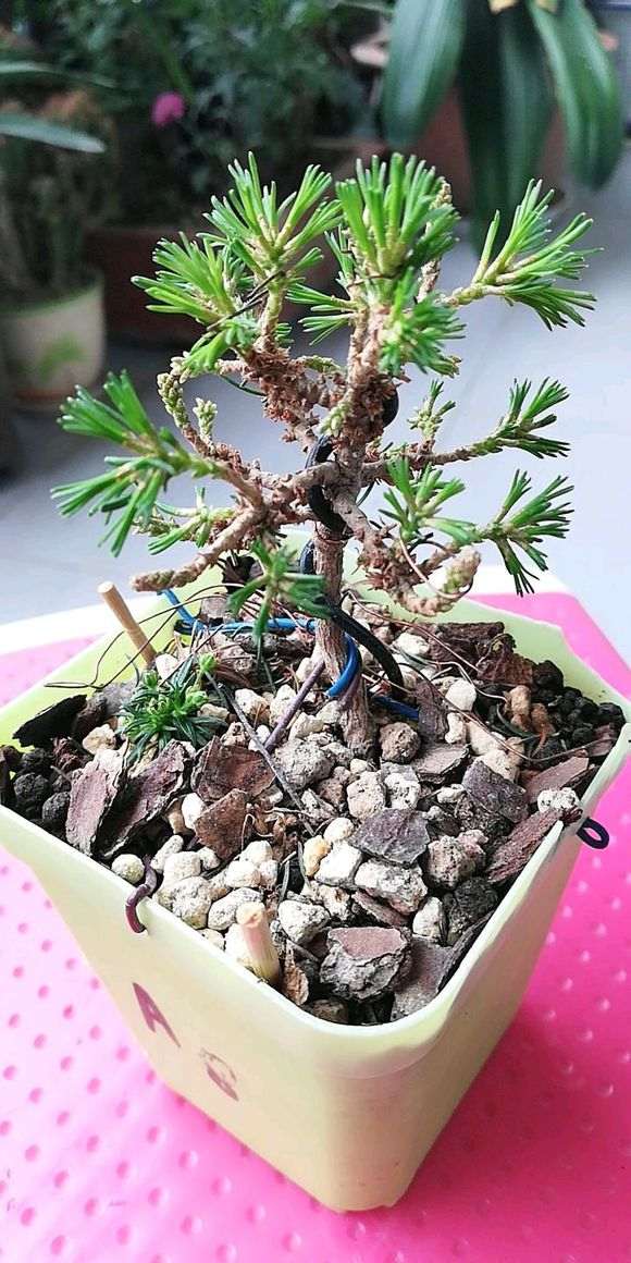 那须五针松下山桩枝条太多凌乱 怎么办