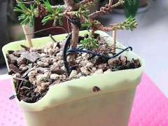 那须五针松下山桩枝条太多凌乱 怎么办