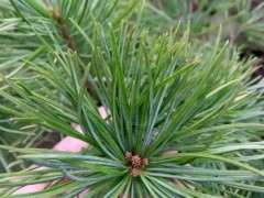 华南五针松下山桩最好移栽季节什么时候