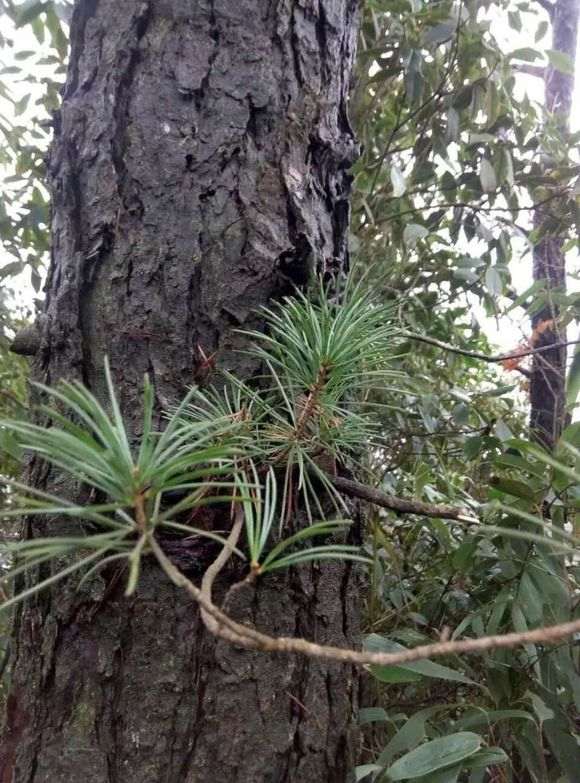 冬季室内怎么扦插瑞祥五针松下山桩