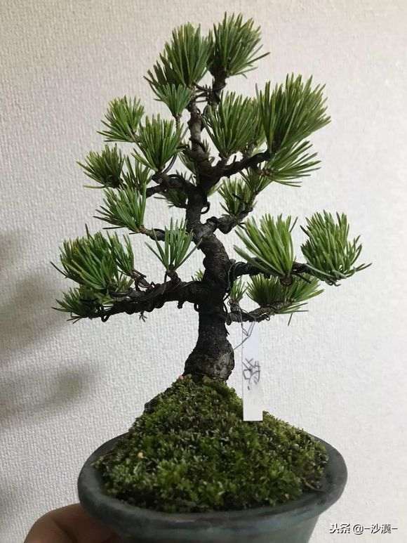 宿迁有卖葵有实生五针松下山桩吗