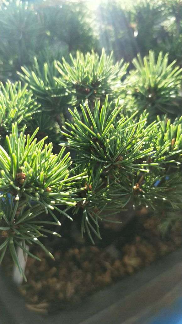 宿迁有卖葵有实生五针松下山桩吗