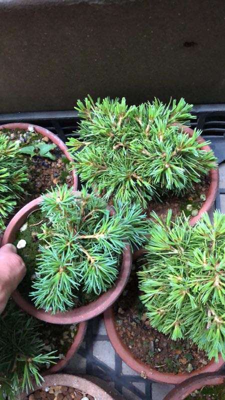 宿迁有卖葵有实生五针松下山桩吗