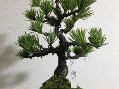 宿迁有卖葵有实生五针松下山桩吗