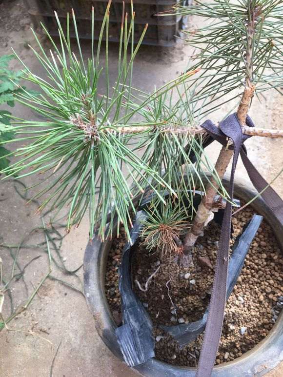 嫁接的五针松下山桩些新针黄了 怎么办