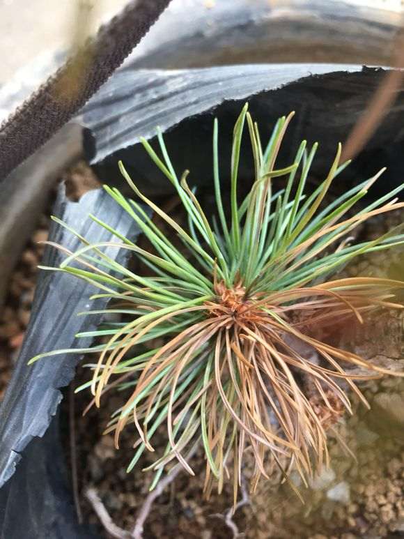 嫁接的五针松下山桩些新针黄了 怎么办