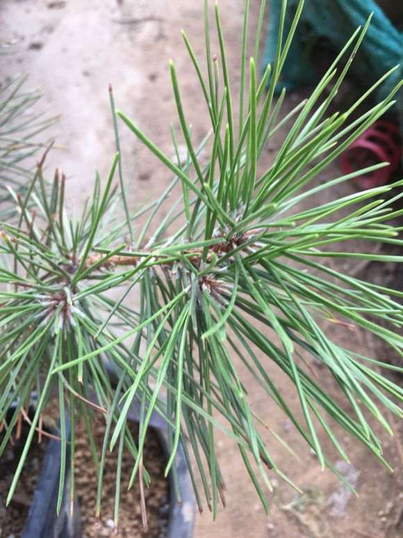 嫁接的五针松下山桩些新针黄了 怎么办