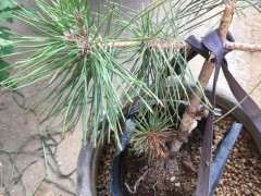 嫁接的五针松下山桩些新针黄了 怎么办