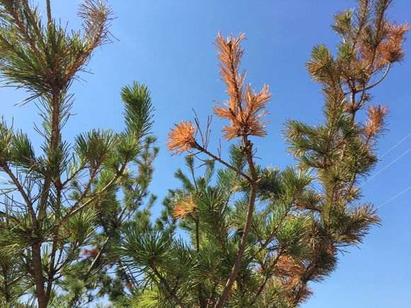 五针松下山桩移栽40多天 这样子 怎么办