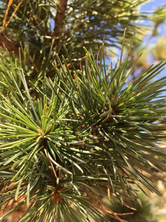 五针松下山桩移栽40多天 这样子 怎么办