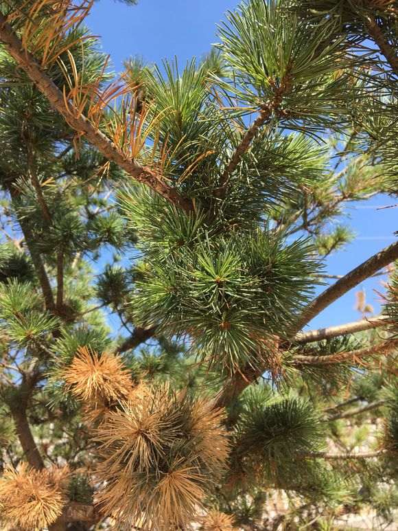 五针松下山桩移栽40多天 这样子 怎么办