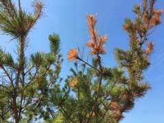 五针松下山桩移栽40多天 这样子 怎么办