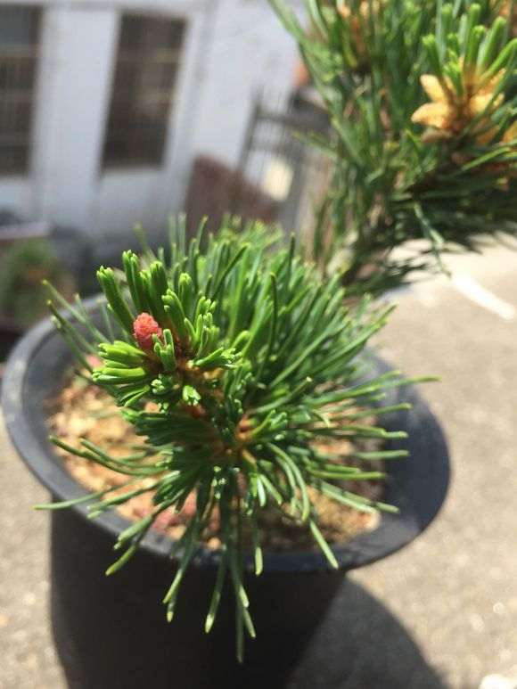 瑞光五针松下山桩的档次高吗 图片