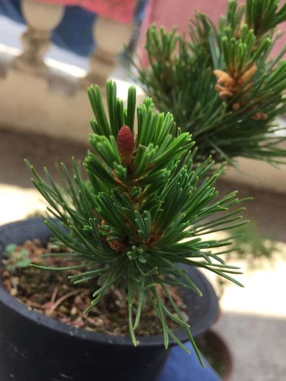 瑞光五针松下山桩的档次高吗 图片