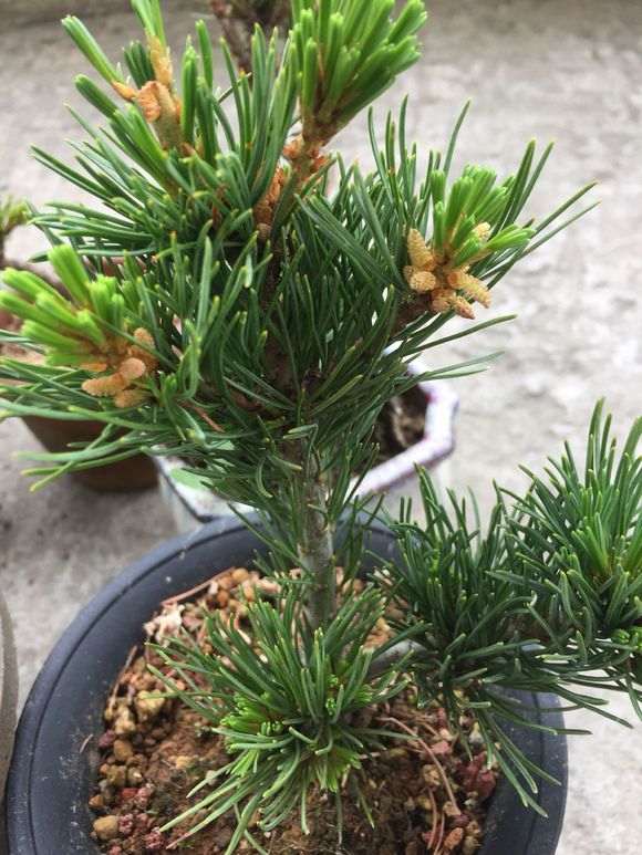 瑞光五针松下山桩的档次高吗 图片